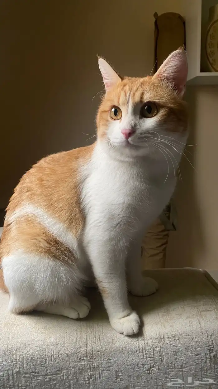 قط تبني بلدي ( تواصل مع الرقم ) 3