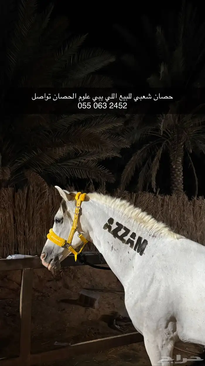 حصان للبيع 0