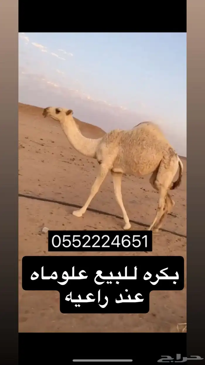 بكره طيبه أطيب من التصوير 0