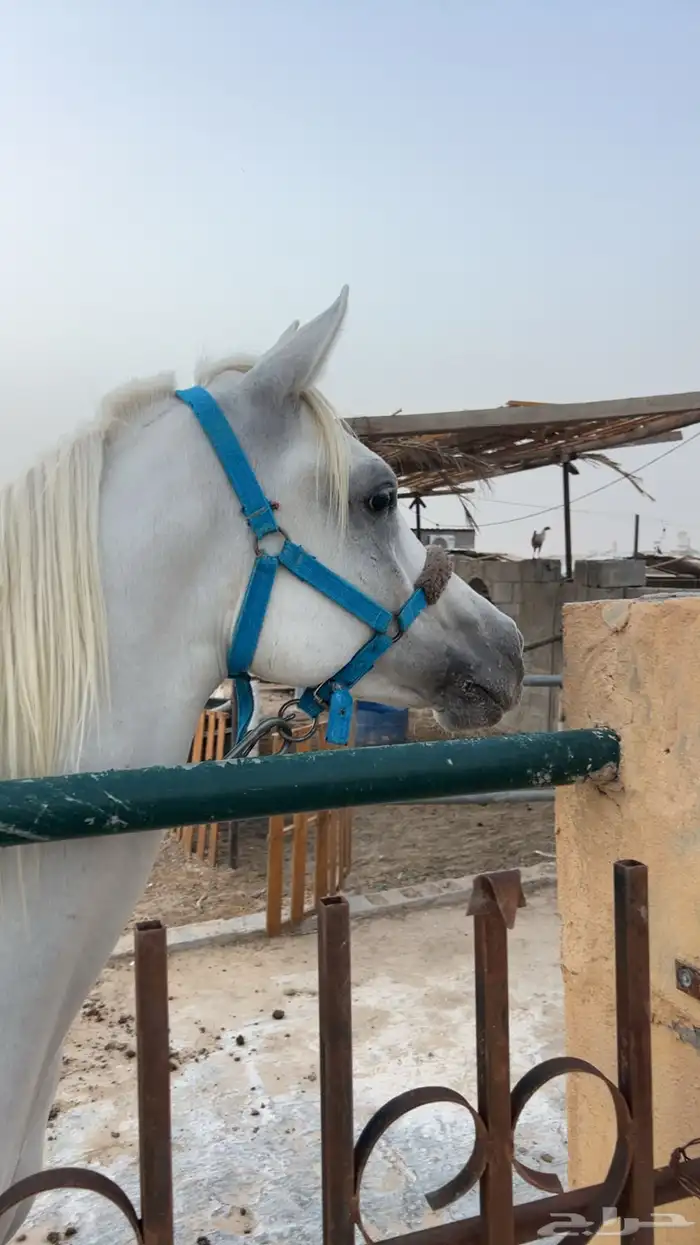 حصان شعبي 1