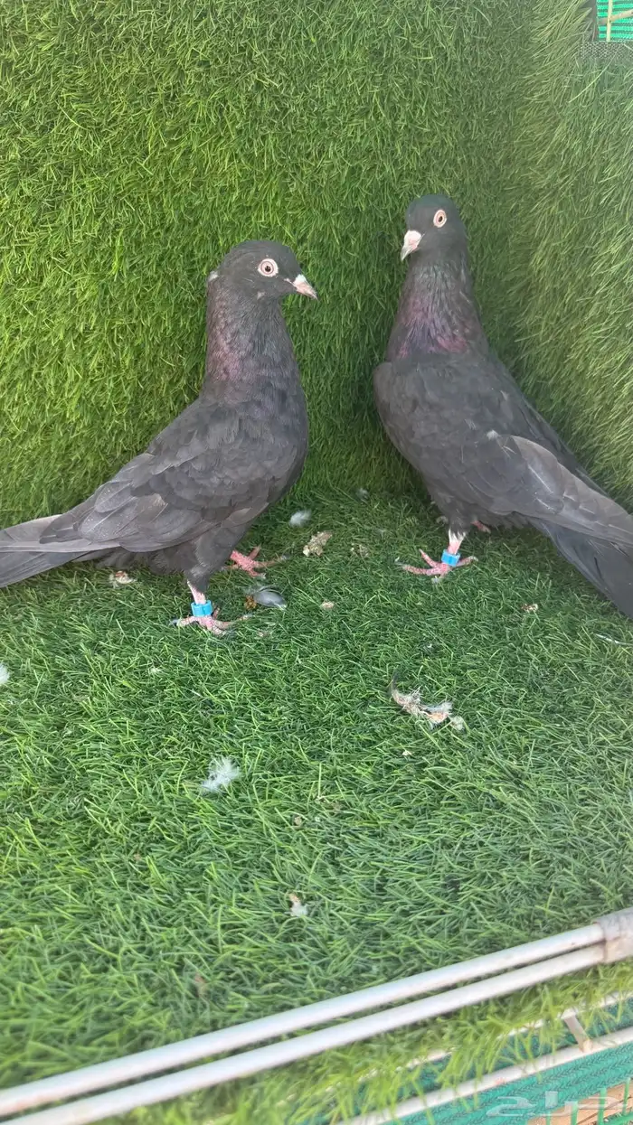 حمام قلابي 3