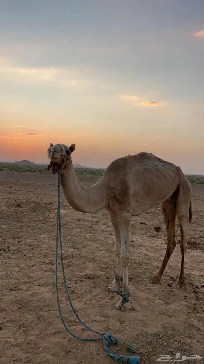 رحول وناقة للبيع 1