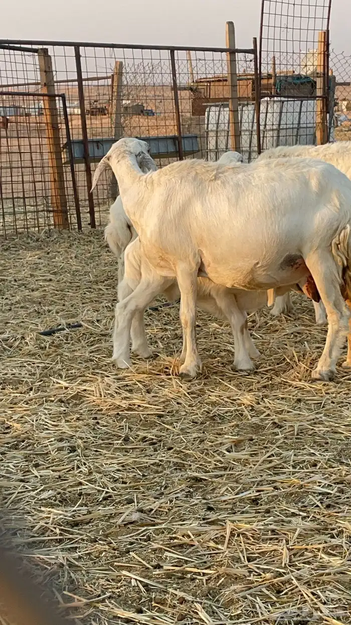 غنم حريات مراح 13