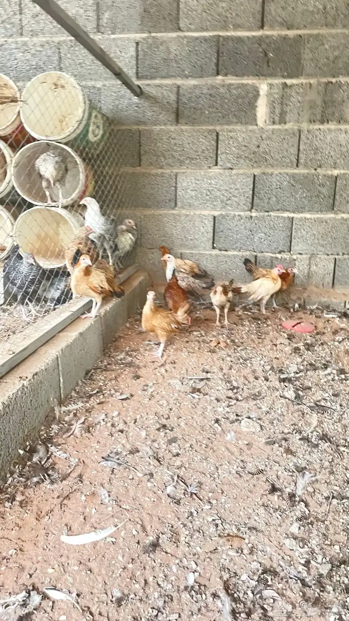 دجاج بلدي بشاير 4