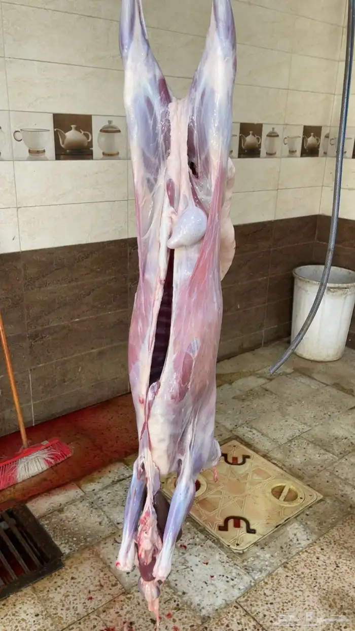 ذبائح للبيع 11