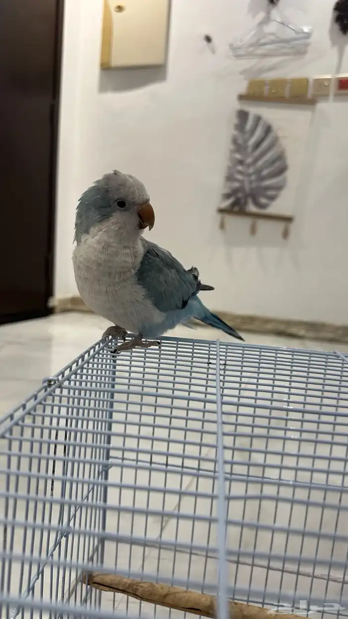 تم البيع 0