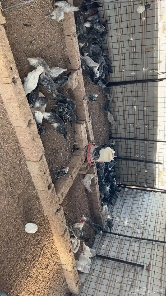 دجاج فيومي 0