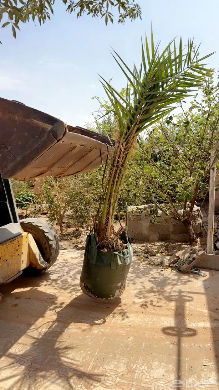 نخل خلاص فاخر مجذر 1