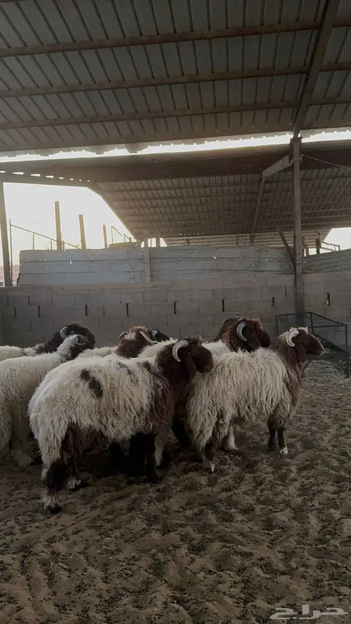خرفان نعيم 6