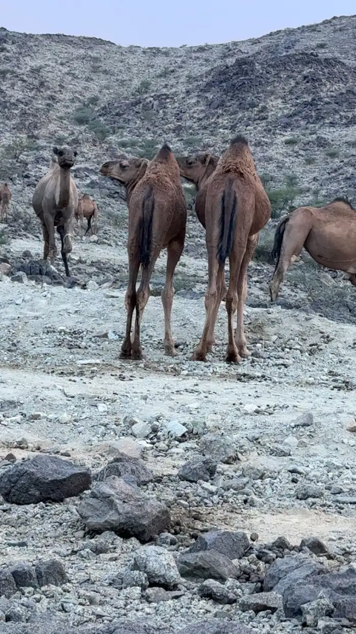 بعير فحل احمر للبيع 5
