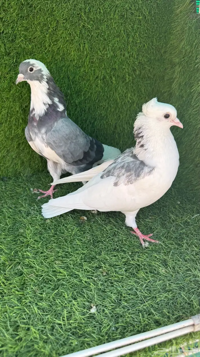 حمام قلابي 0