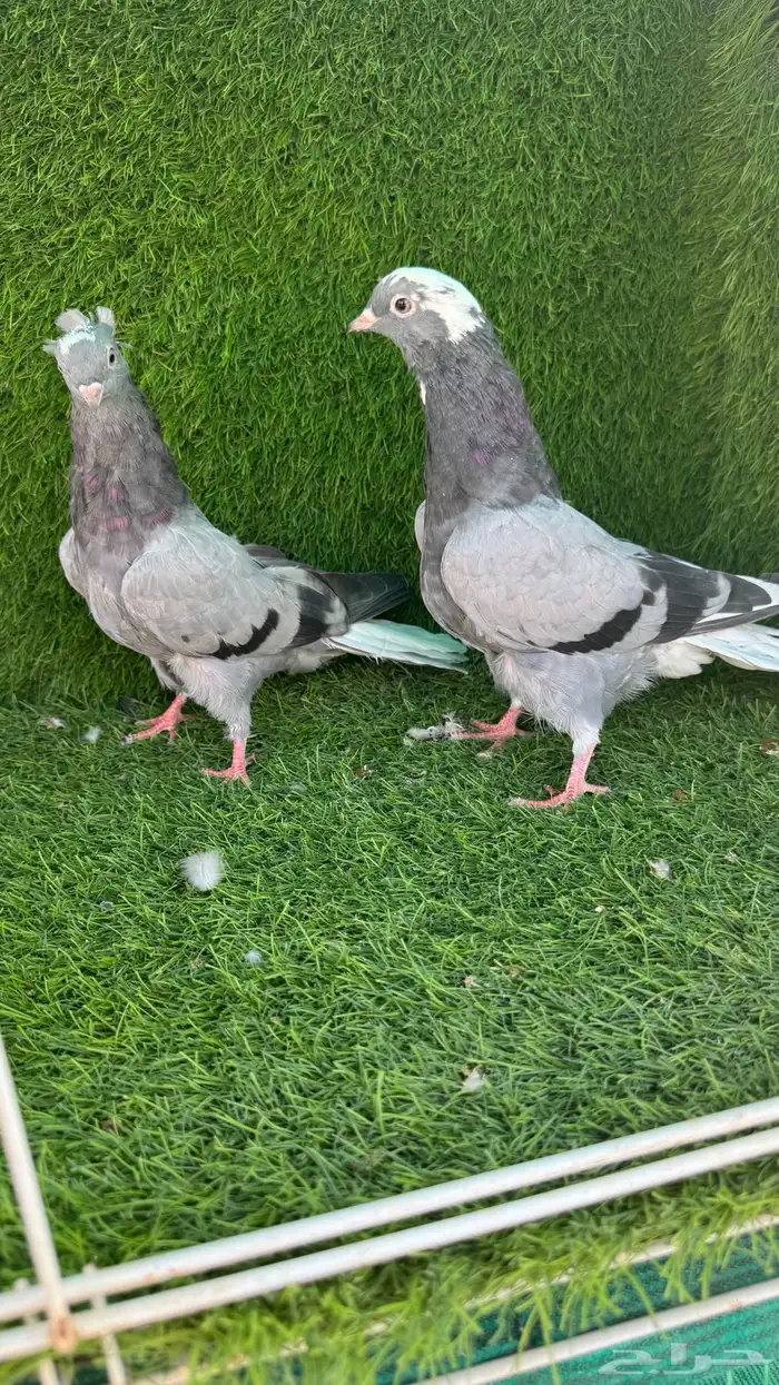 حمام قلابي 6