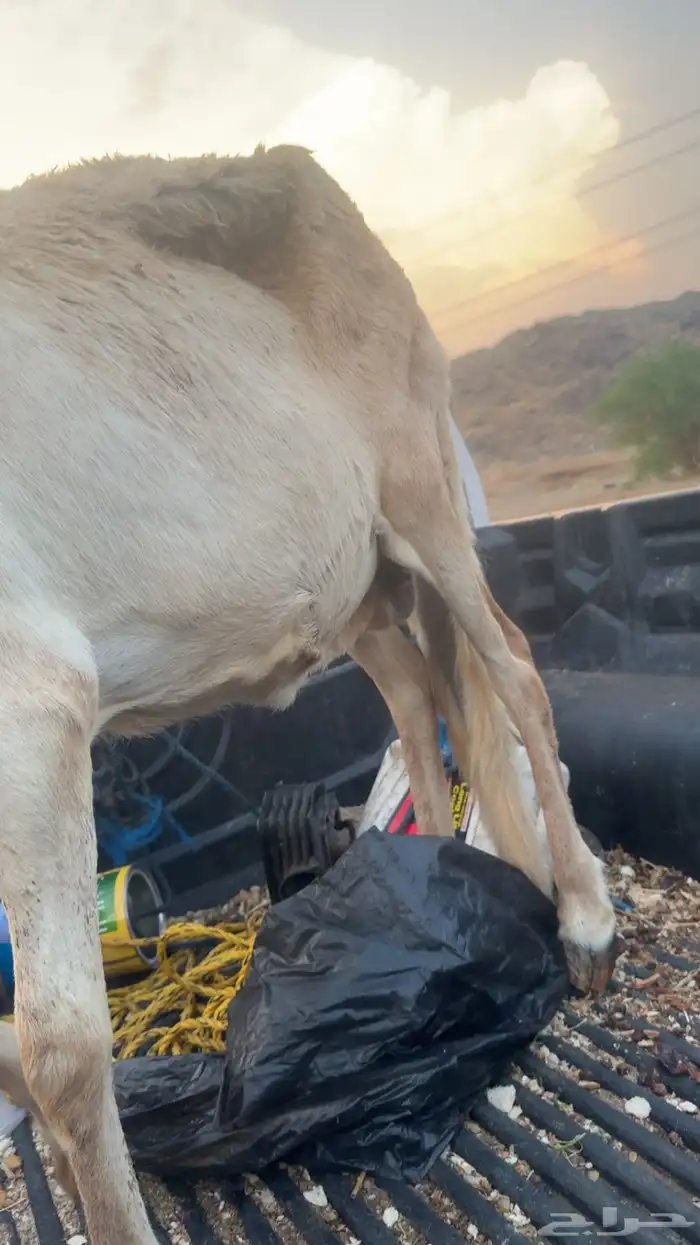 نعاجه سواكنيه 2