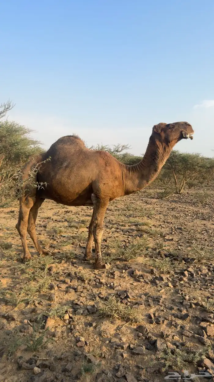 بعير فحل احمر للبيع 0