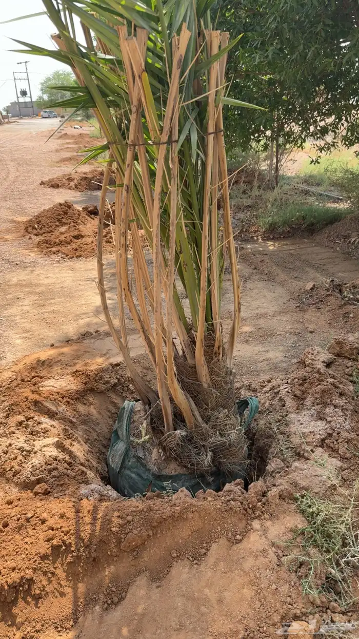 نخل خلاص فاخر مجذر 3