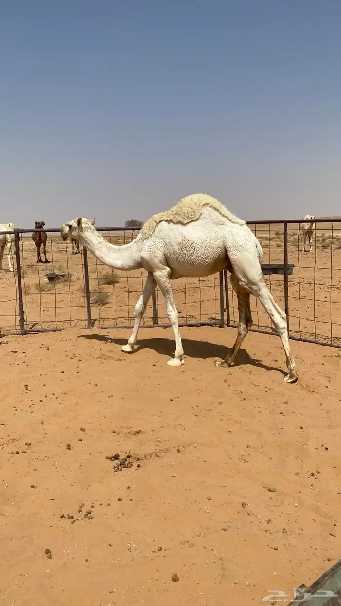 قعود البيع ارباع زبده 1