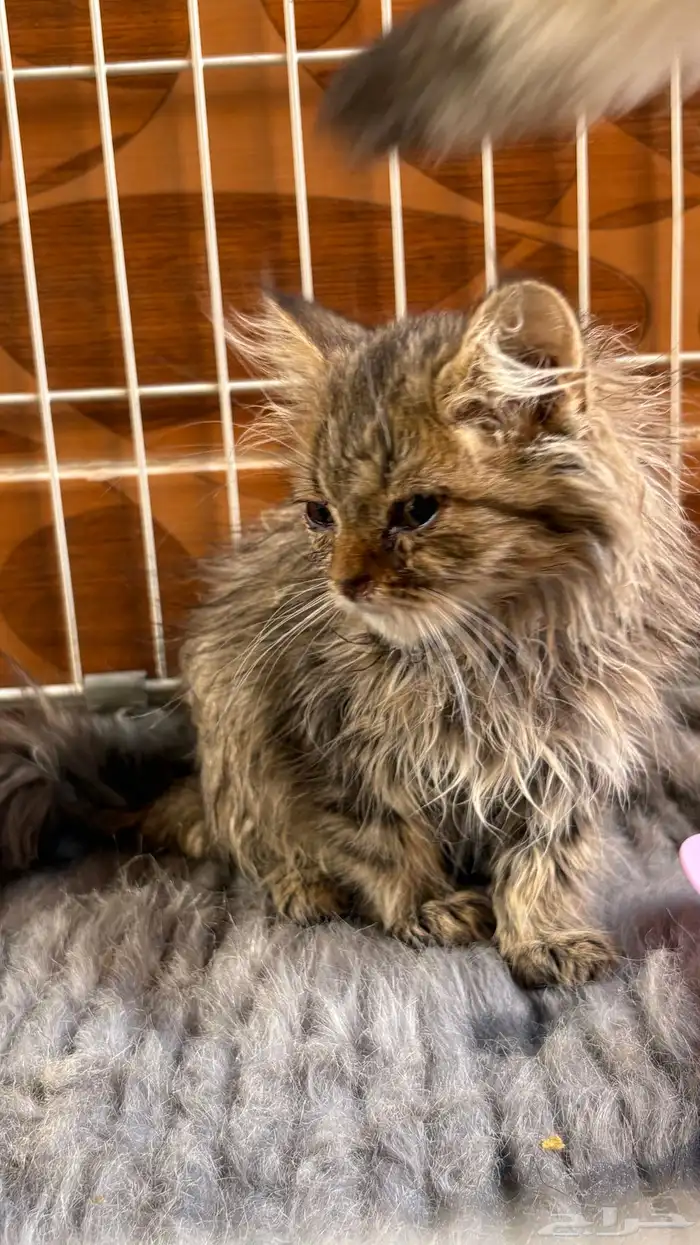 قطط سكوتش ..قطه شيرازي 5