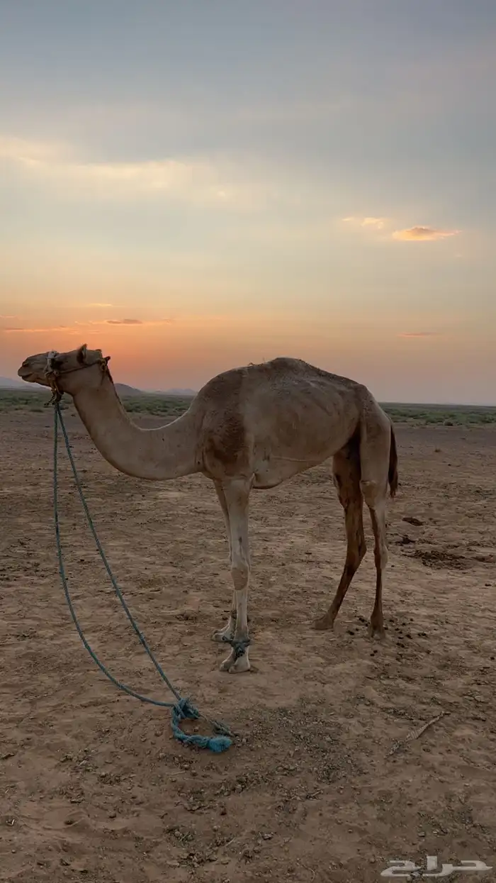 رحول وناقة للبيع 0