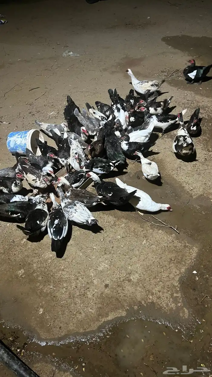 بط بلدي مع مسكوفي الصحه شرط العدد 11 ذكر و 46 أنثى 2