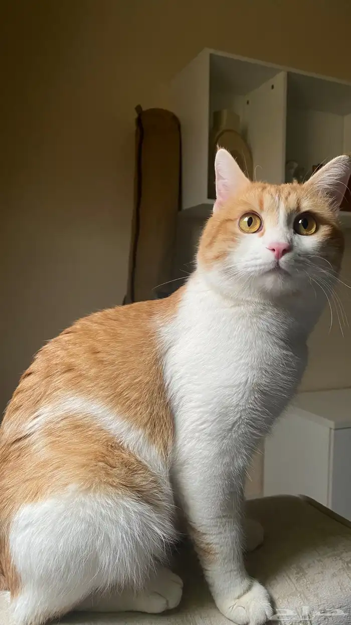 قط تبني بلدي ( تواصل مع الرقم ) 5