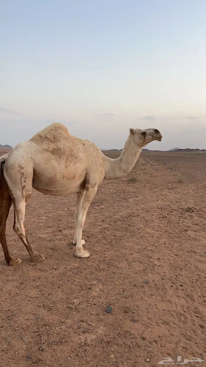 رحول وناقة للبيع 2