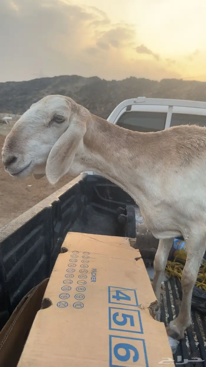 نعاجه سواكنيه 0