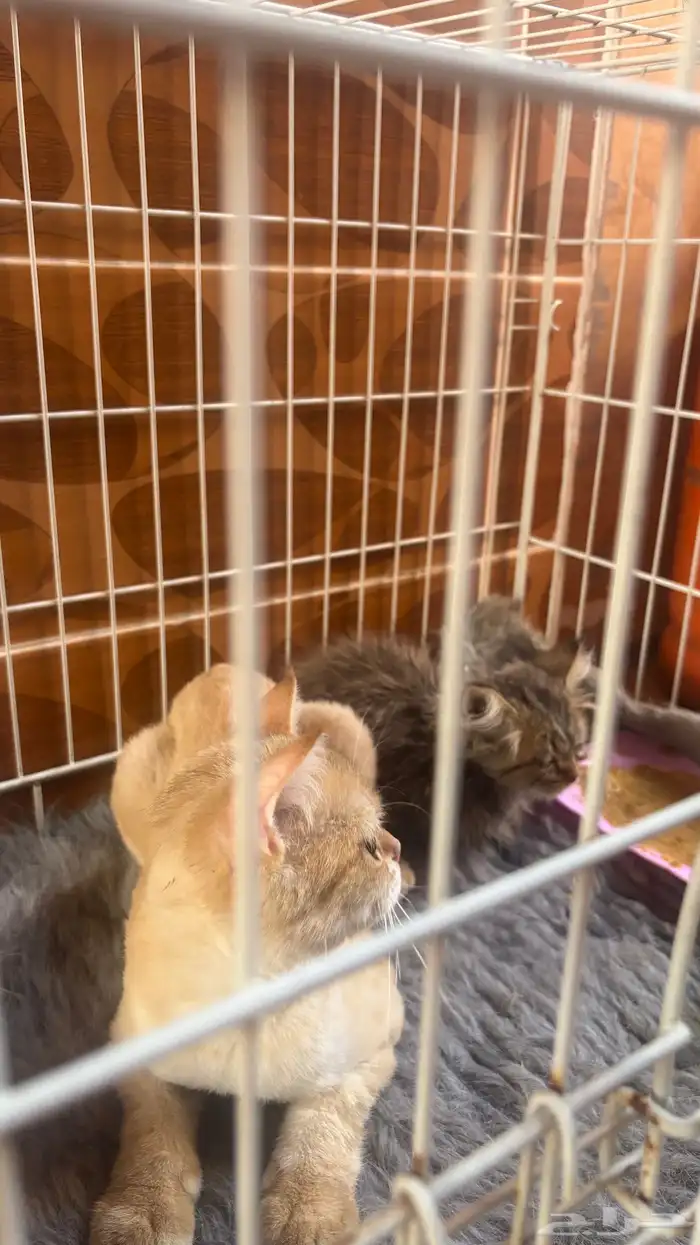 قطط سكوتش ..قطه شيرازي 1