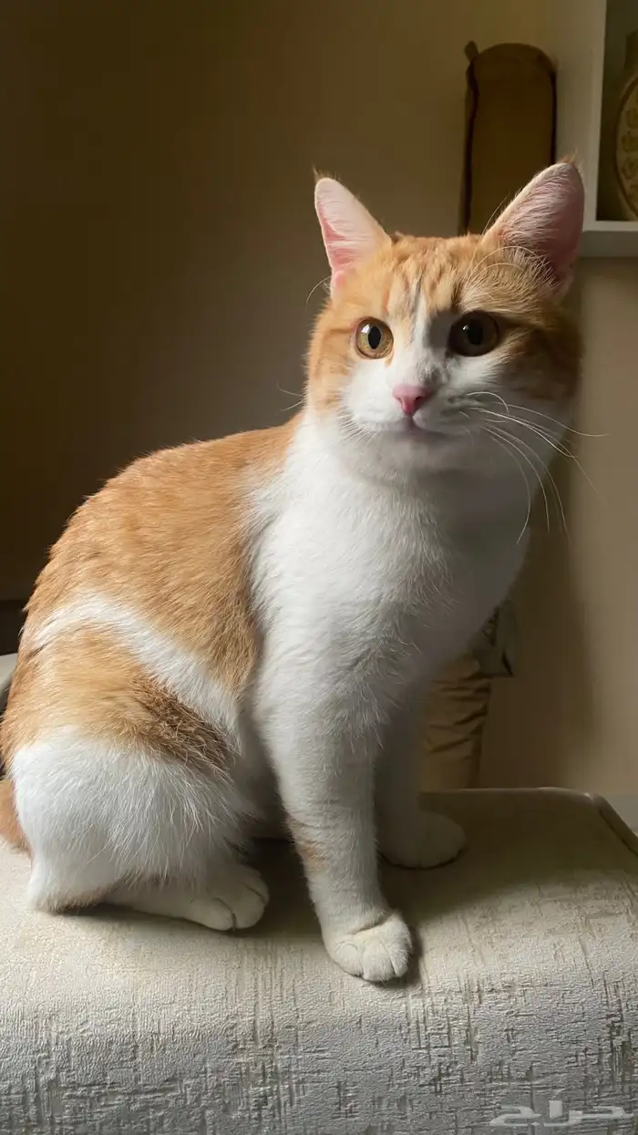 قط تبني بلدي ( تواصل مع الرقم ) 4