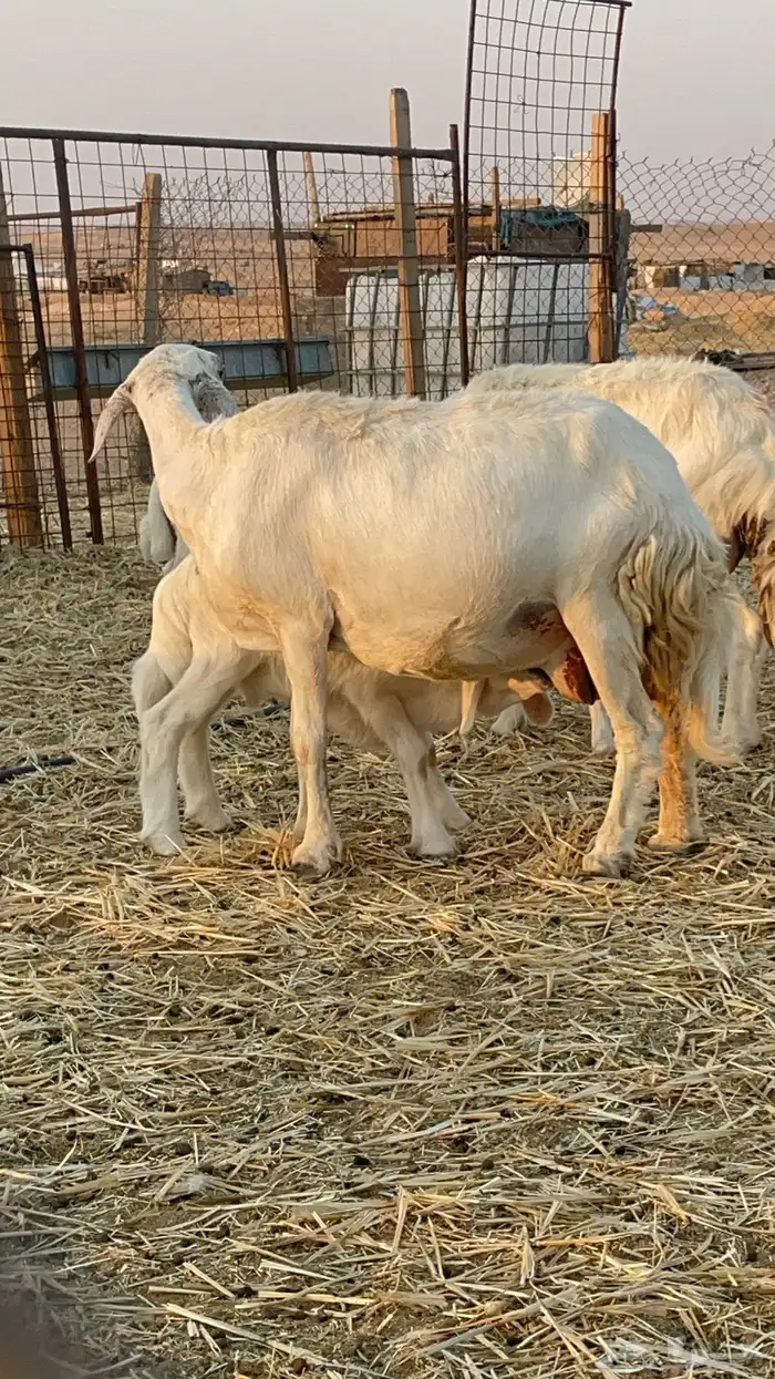 غنم حريات مراح 16