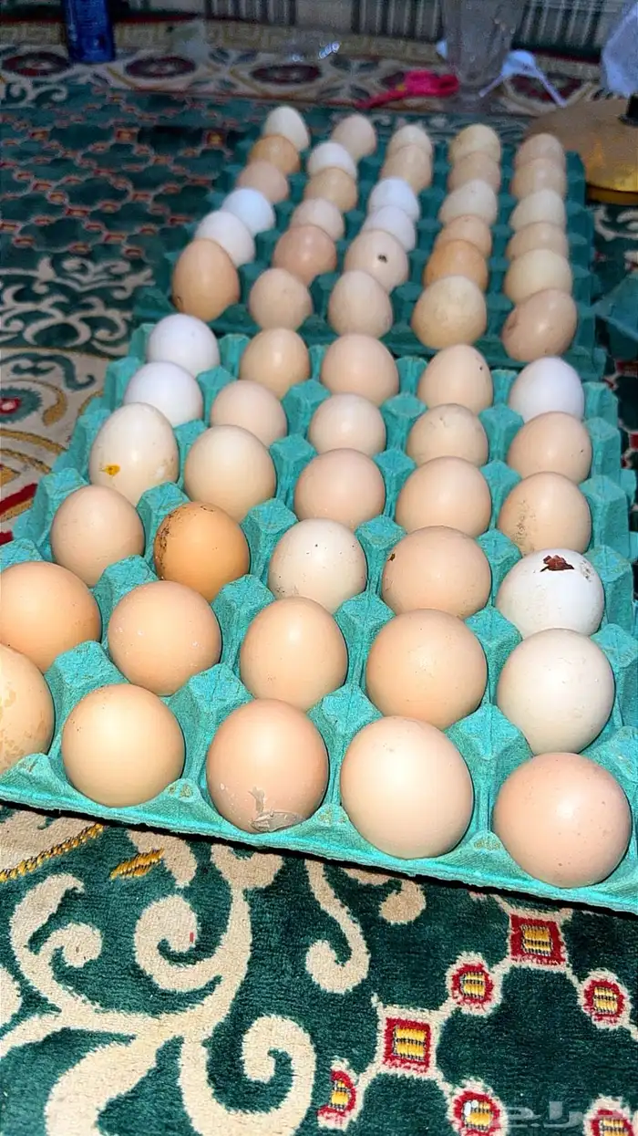 بيض دجاج فرنسي مخصب 0
