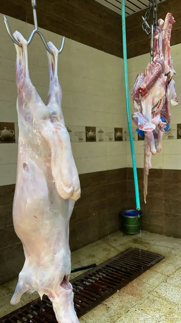 ذبائح للبيع 17