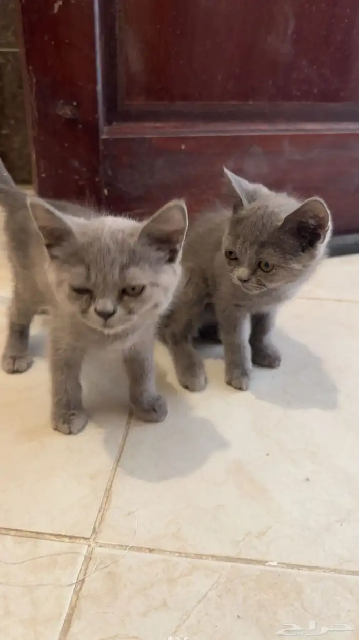 سكوتش العمر ثلاث شهور 0