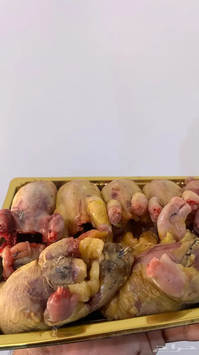 مريعيات سمان بري منتوف منظف جاهز 1