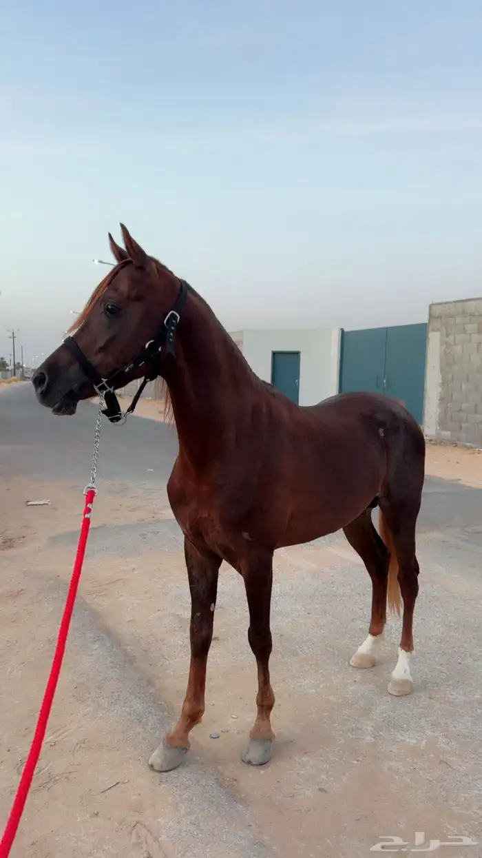 حصان واهو شيخ 6