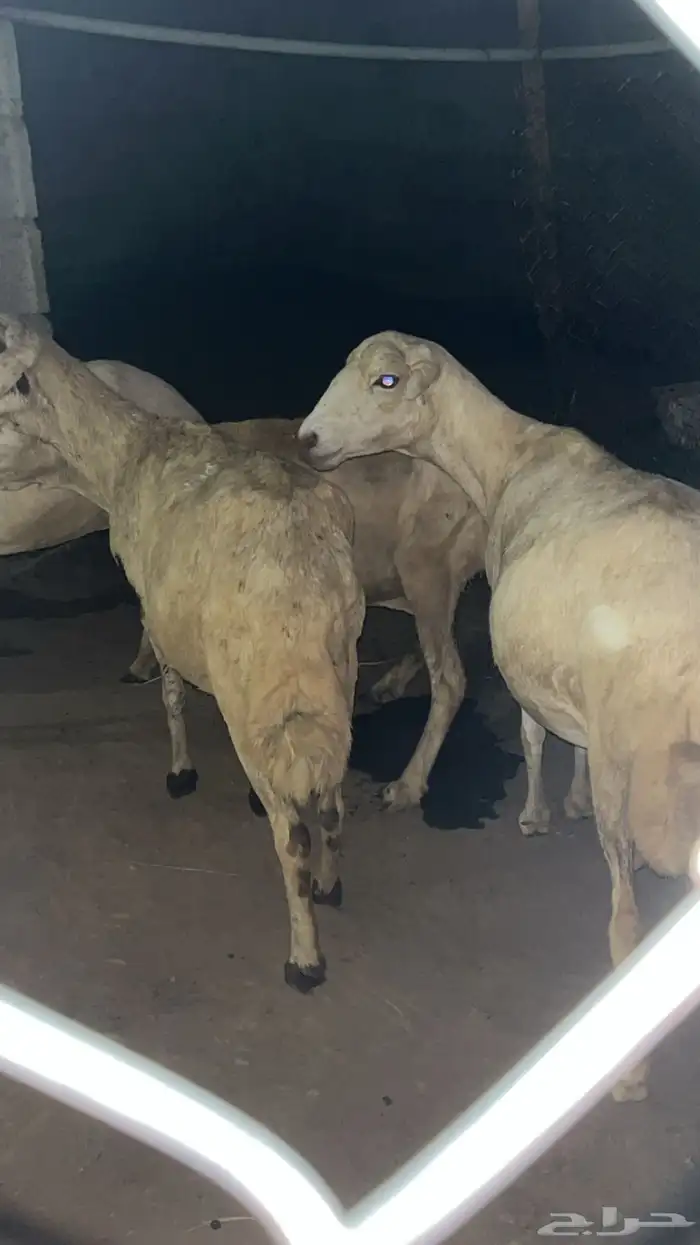 خمس ضان دوار تم البيع 3