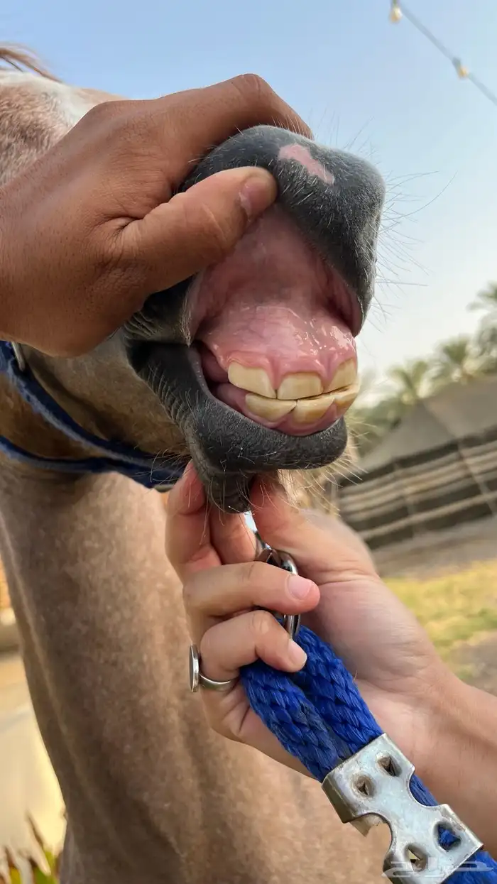 للبيع مهر 1