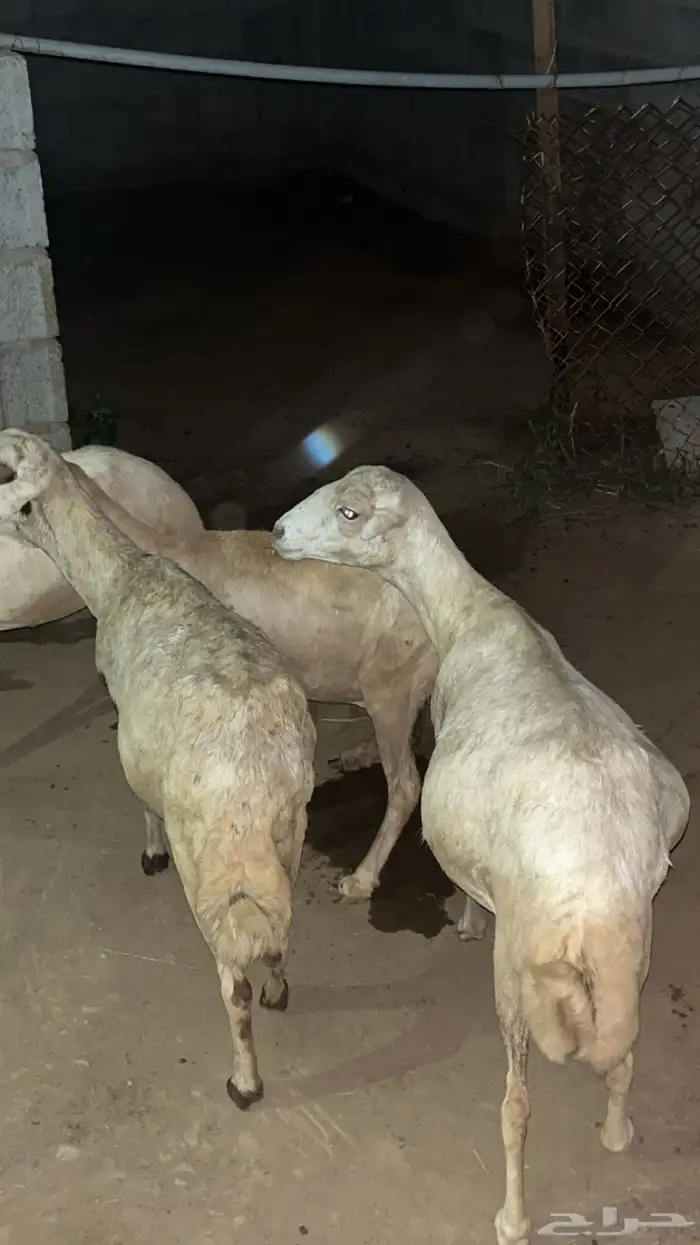 خمس ضان دوار تم البيع 2