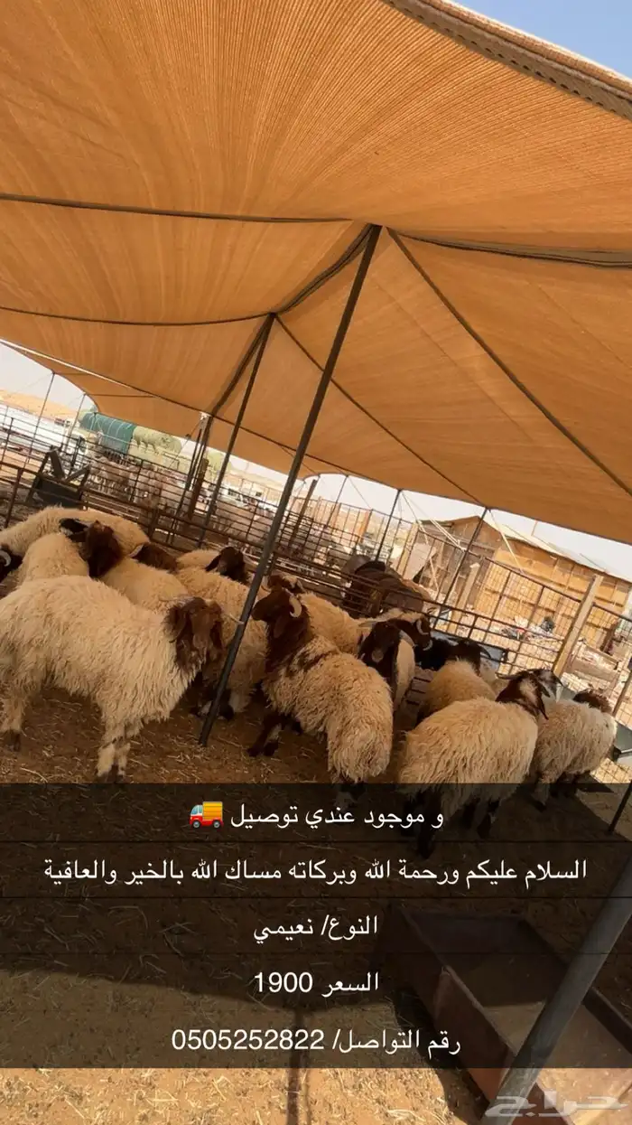 حلال للبيع 1