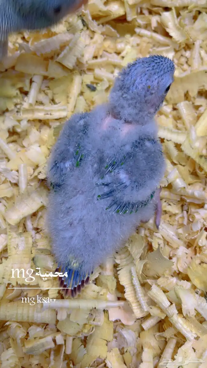 فروخ كنيور يلوسايد تم البيع خارج الموقع الله يبارك لراعية 1