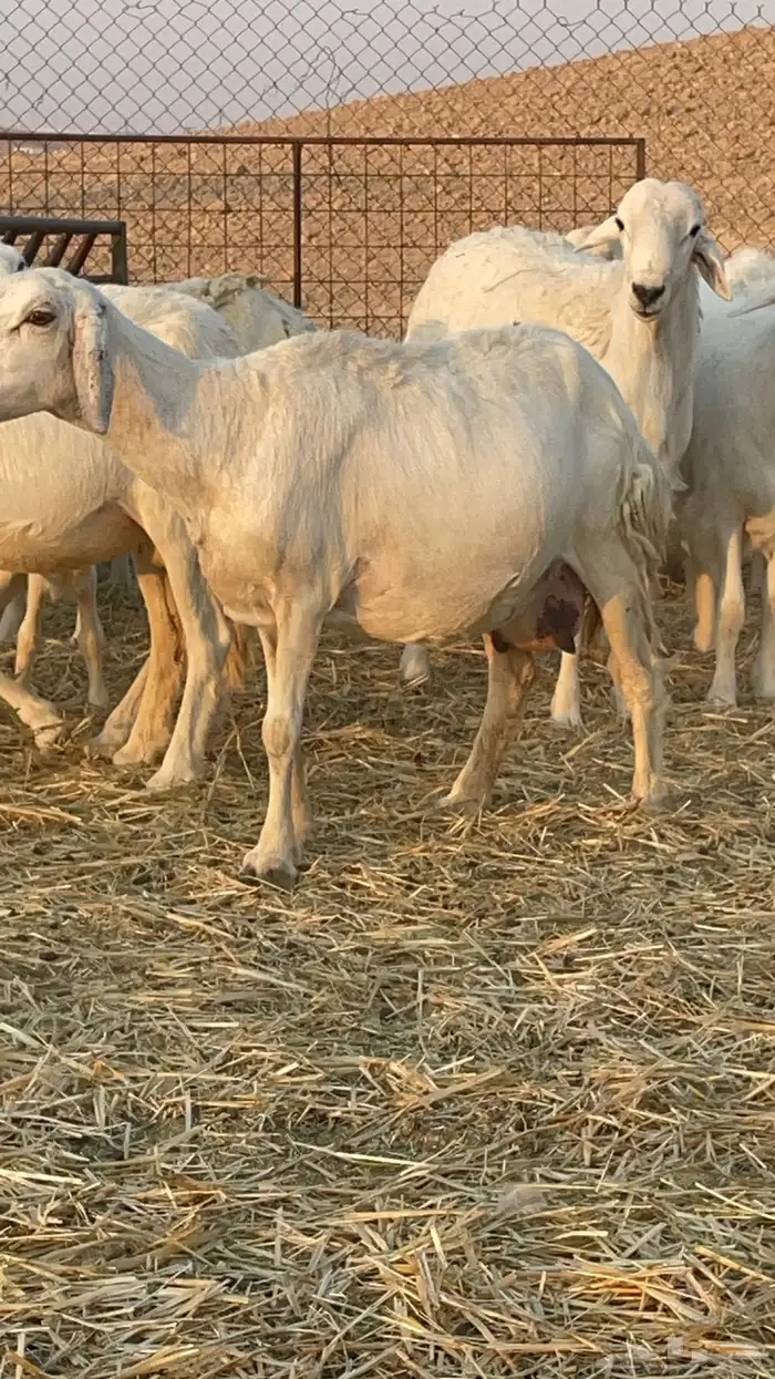 غنم حريات مراح 18