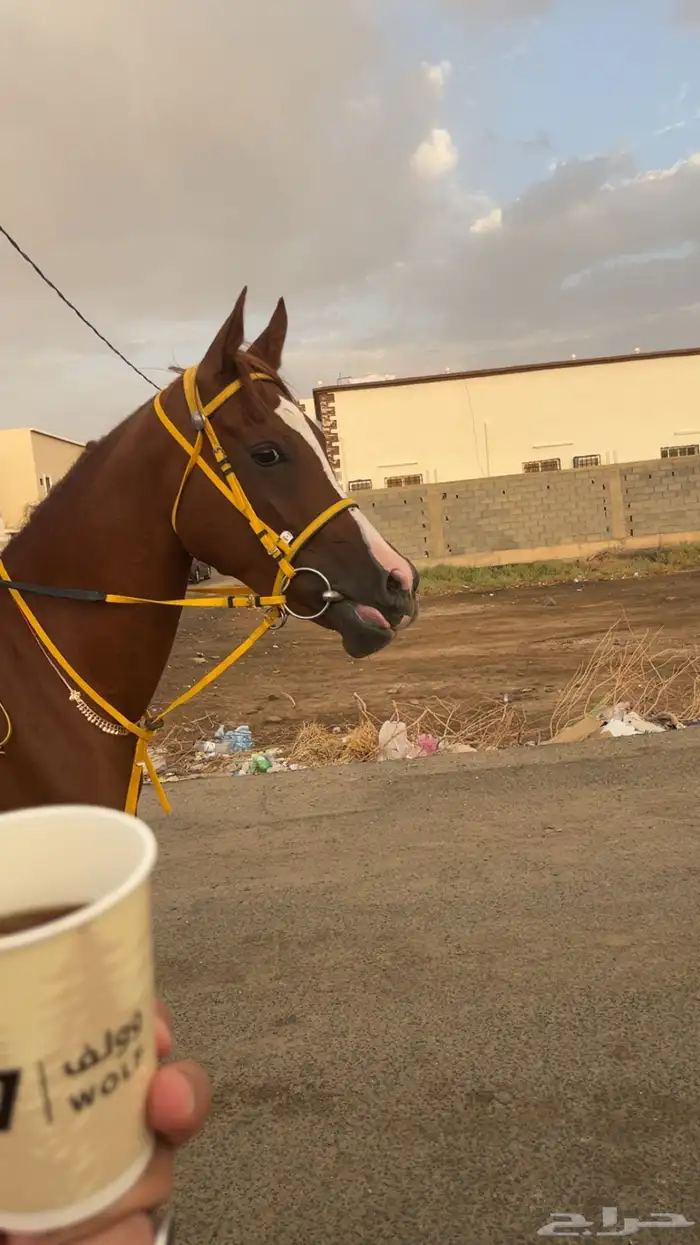فرس شعبيه للبيع لقاح ثقيل 0