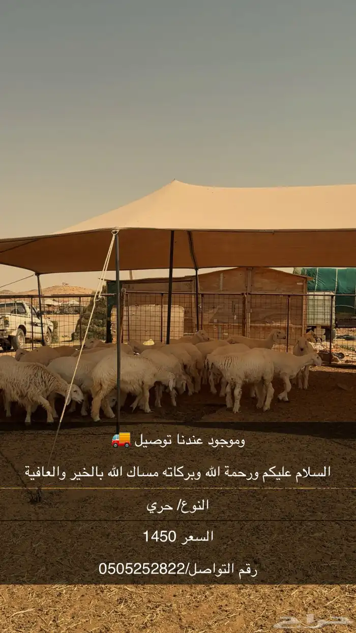 حلال للبيع 0