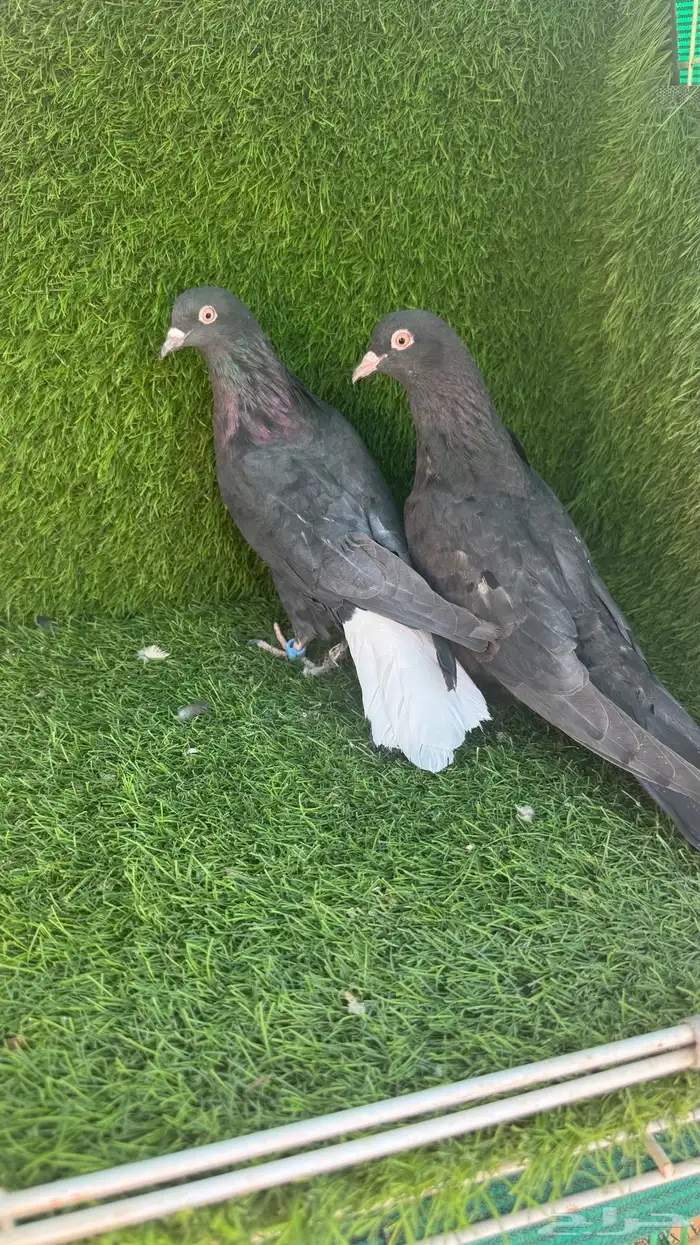 حمام قلابي 9