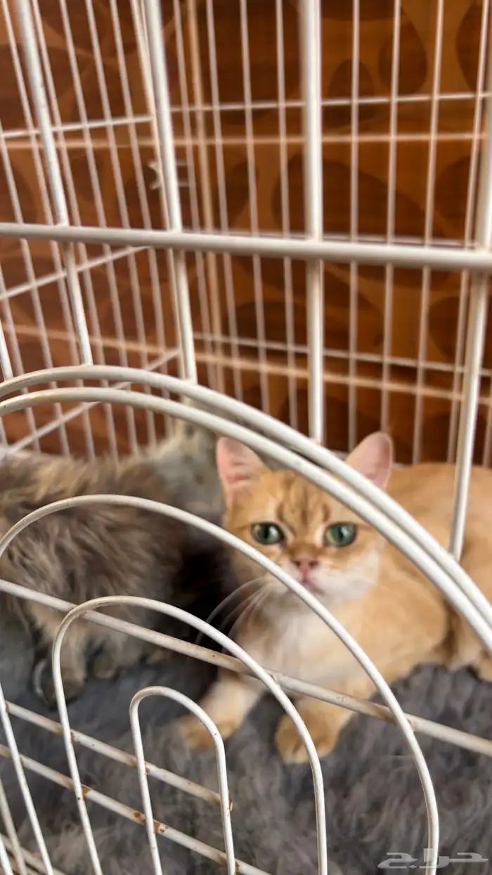 قطط سكوتش ..قطه شيرازي 3