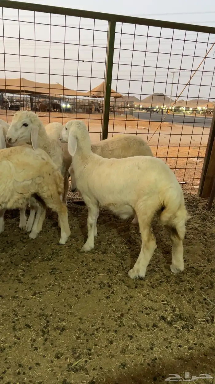 ذبايح للبيع مراح المقاطي 3