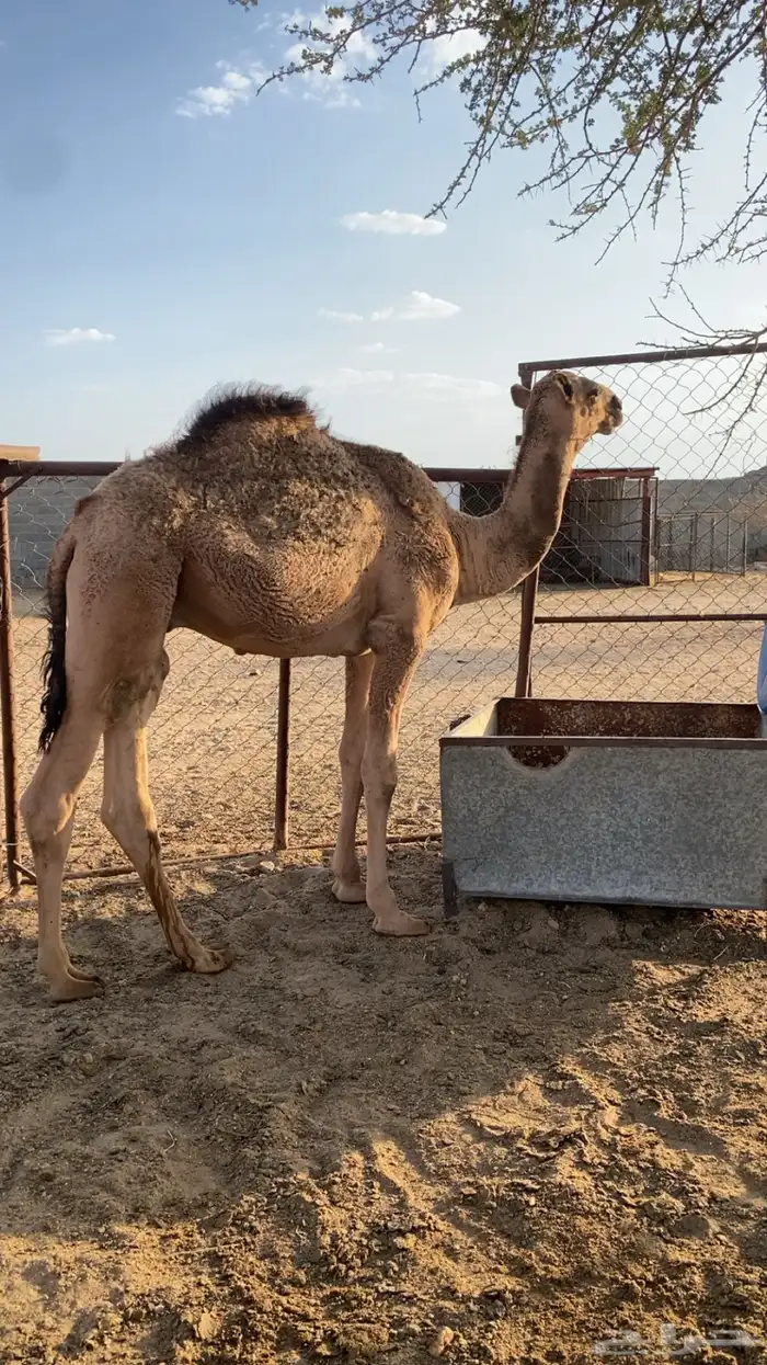 قعود للبيع 0