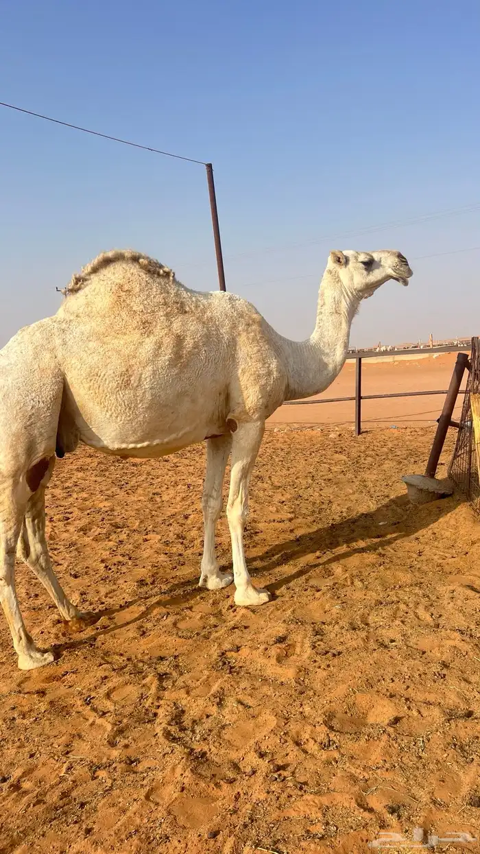 لقحه عونيه 1