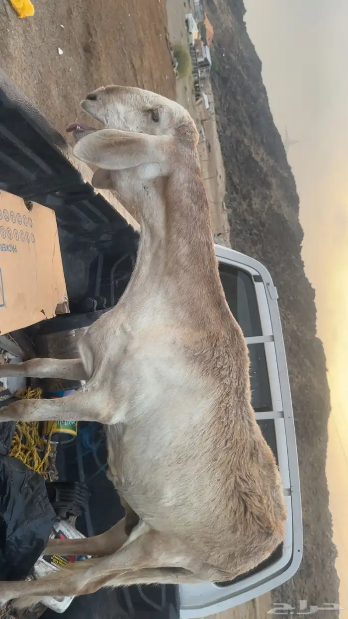 نعاجه سواكنيه 3