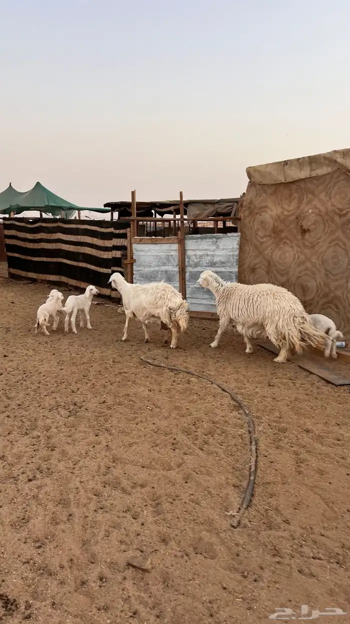 غنم حريات متاويم عدد2 2