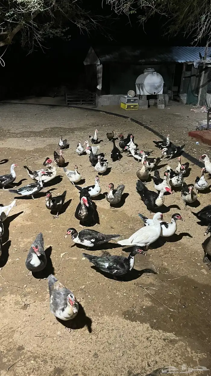 بط بلدي مع مسكوفي الصحه شرط العدد 11 ذكر و 46 أنثى 0